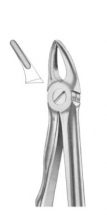  Fig. 30S upper roots for children 